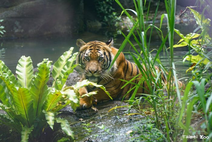 動物園裡的夏日清涼派對:泡澡游泳玩水消暑趣 動物園裡的夏日清涼派對:泡澡游泳玩水消暑趣